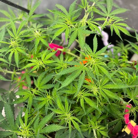 Milky Way - Variegated growlog photo: Accidentally broke main colla