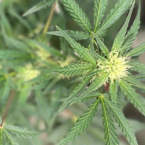 Sexxpot #1 growlog timeline photo