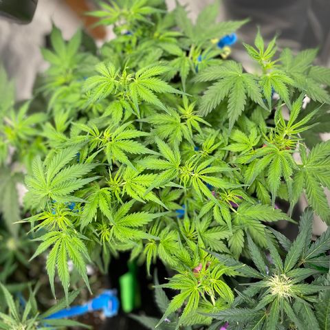 Blue Knight #1 growlog timeline photo