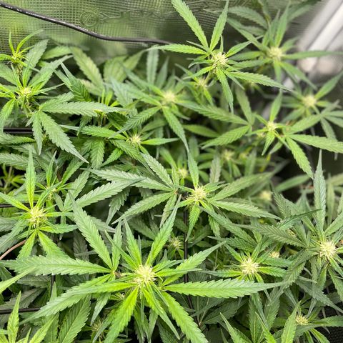 Cinderella #1 growlog timeline photo