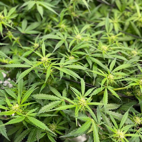 Do-Si-Dos #1 growlog timeline photo