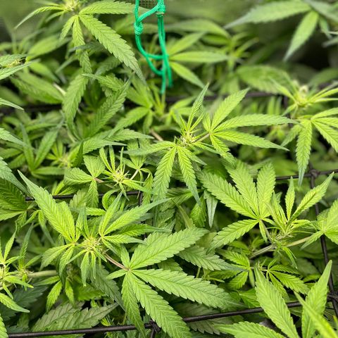 Bruce Banner #1 growlog timeline photo