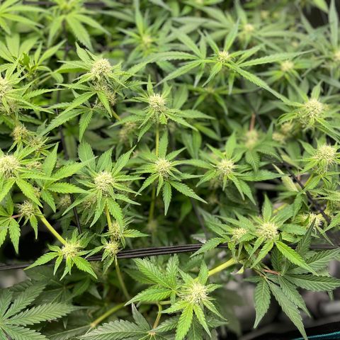 Growlog-Zeitleistenfoto von White Widow #1