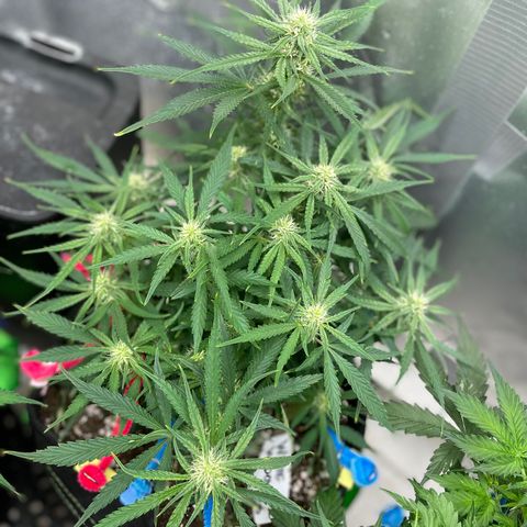 White Widow #2 growlog timeline photo