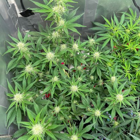 White Widow #3 growlog timeline photo