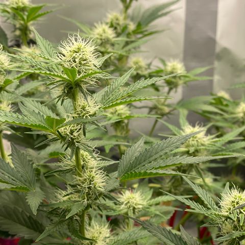 White Widow #3 growlog timeline photo