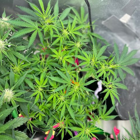 Milky Way - Variegated growlog timeline photo
