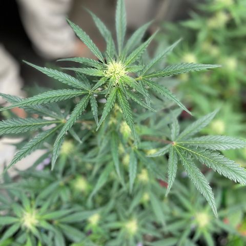 Sexxpot #1 growlog timeline photo