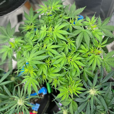 Blue Knight #1 growlog timeline photo