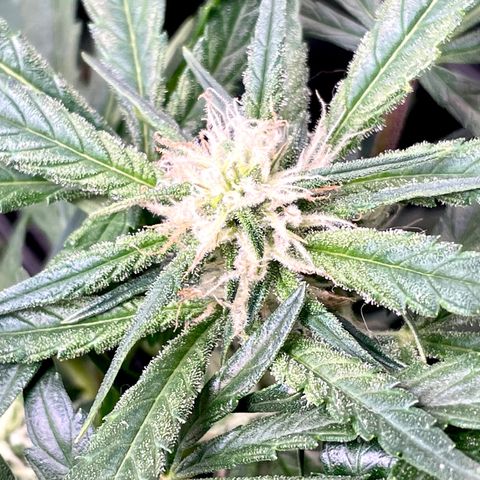Cinderella #1 growlog timeline photo