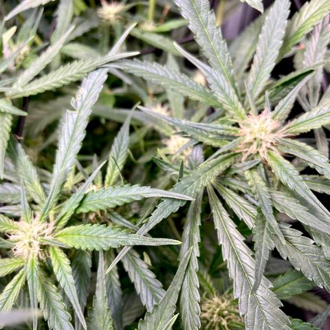 Cinderella #1 growlog timeline photo