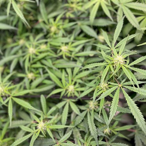 Do-Si-Dos #1 growlog timeline photo