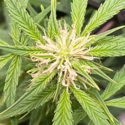 Do-Si-Dos #1 growlog timeline photo