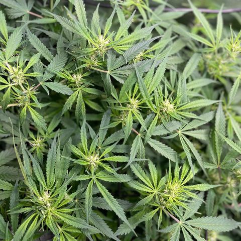 Moonshine Cookies growlog timeline photo