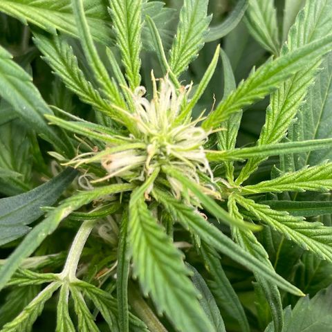 Moonshine Cookies growlog timeline photo