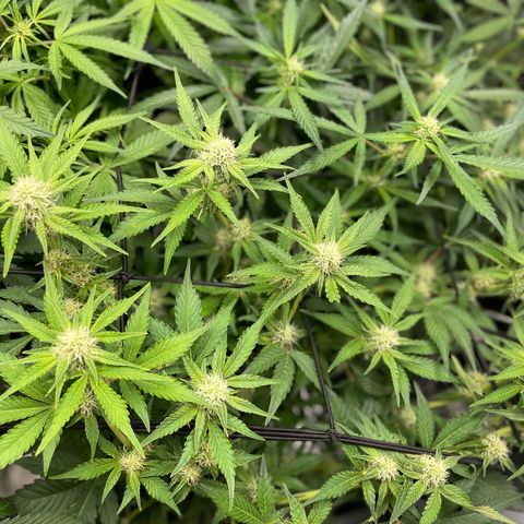 Growlog-Zeitleistenfoto von White Widow #1