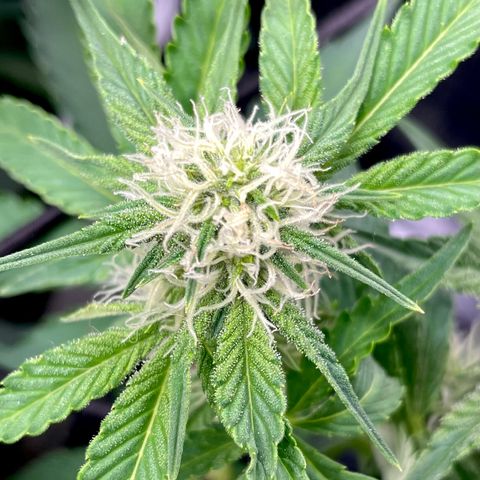 Growlog-Zeitleistenfoto von White Widow #1