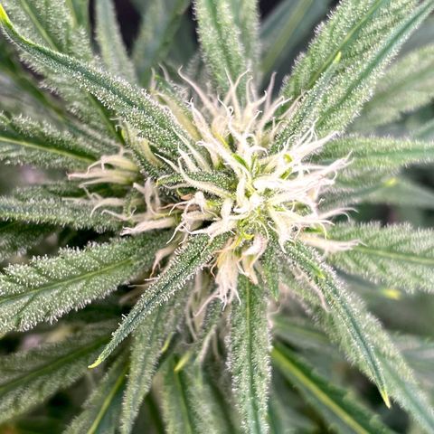 White Widow #2 growlog timeline photo