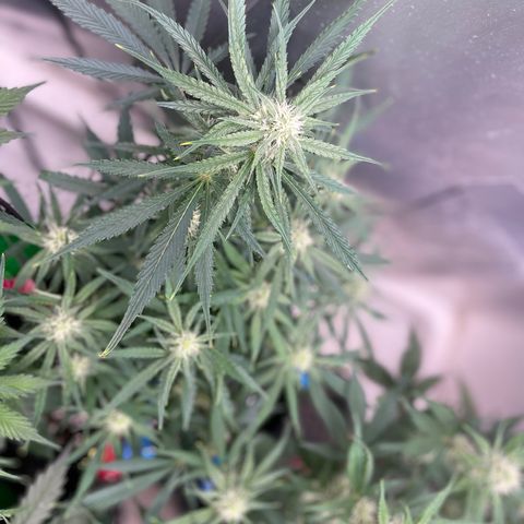 White Widow #2 growlog timeline photo