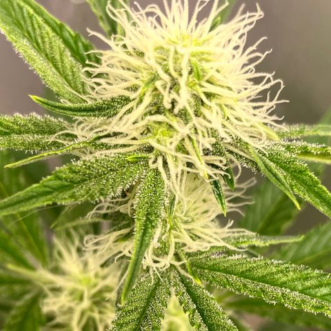 White Widow #3 growlog timeline photo
