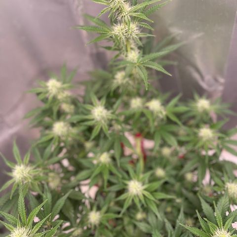 White Widow #3 growlog timeline photo