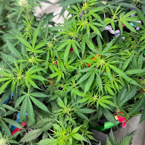 Milky Way - Variegated growlog timeline photo