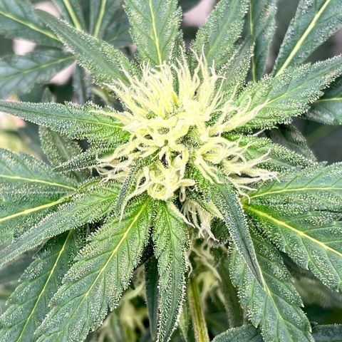 Sexxpot #1 growlog timeline photo