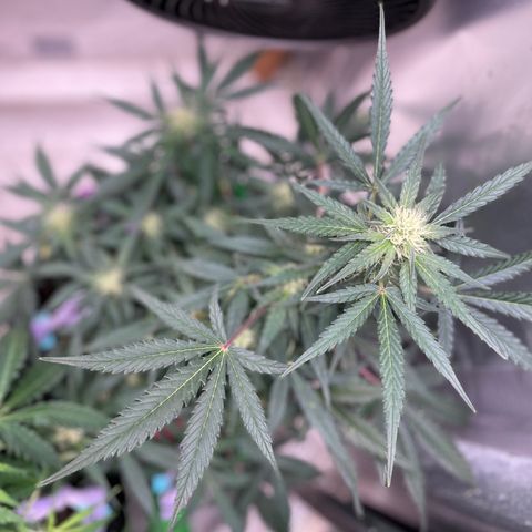 Sexxpot #1 growlog timeline photo