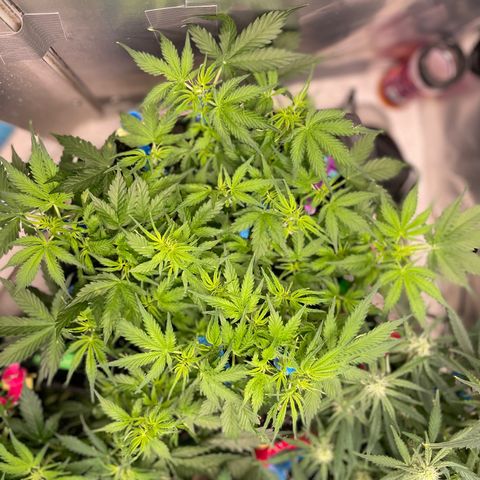 Blue Knight #1 growlog timeline photo