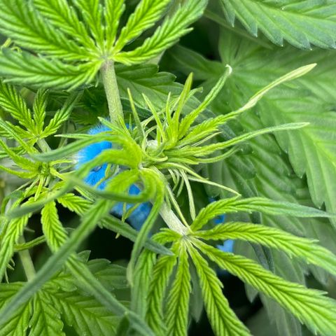 Blue Knight #1 growlog timeline photo