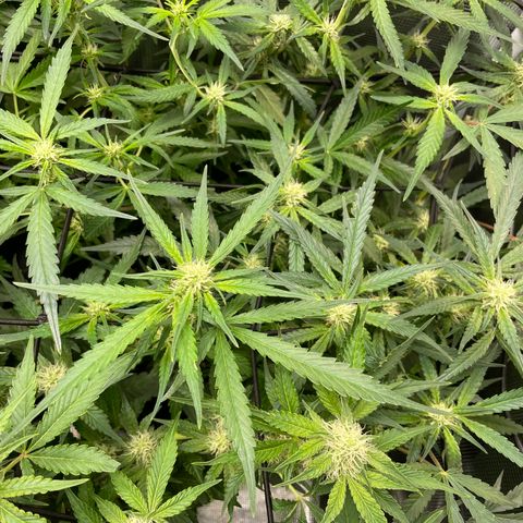 Cinderella #1 growlog timeline photo