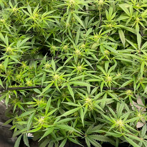 Do-Si-Dos #1 growlog timeline photo