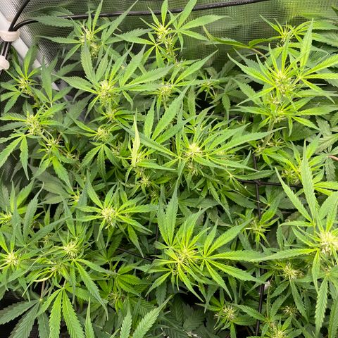 Moonshine Cookies growlog timeline photo