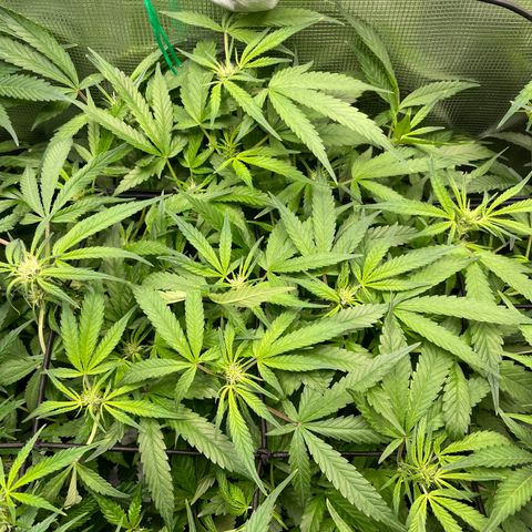 Bruce Banner #1 growlog timeline photo