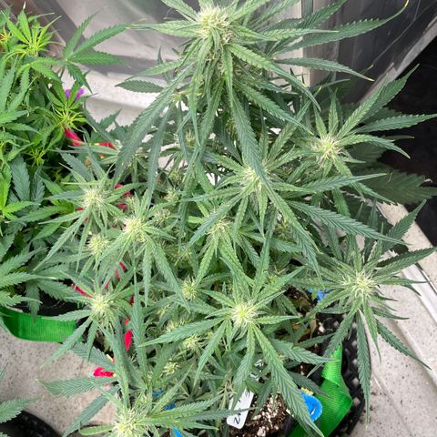 White Widow #2 growlog timeline photo
