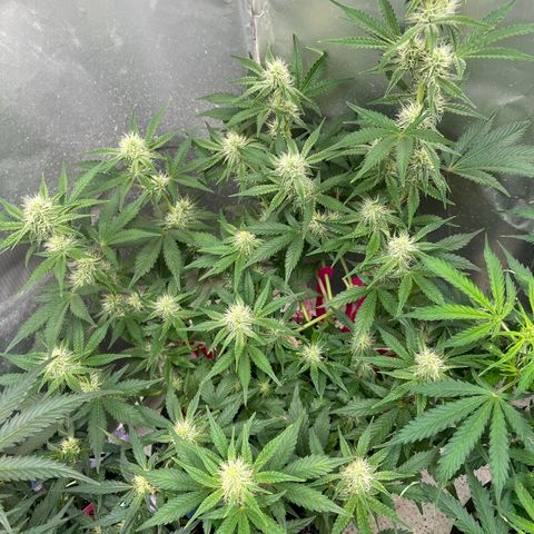 White Widow #3 growlog timeline photo