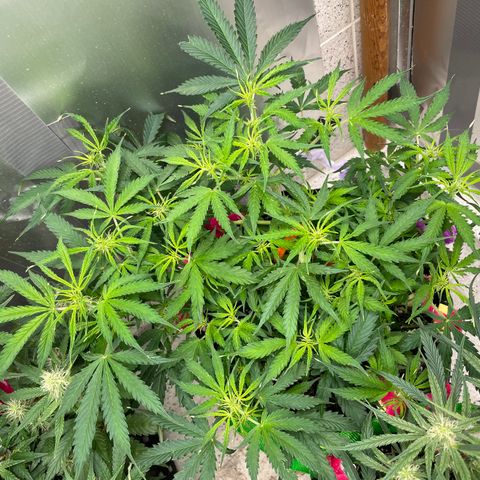 Milky Way - Variegated growlog timeline photo