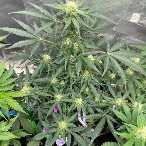Sexxpot #1 growlog timeline photo