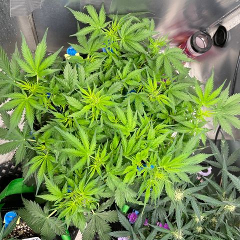 Blue Knight #1 growlog timeline photo