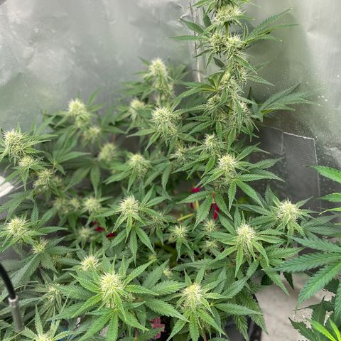 White Widow #3 growlog timeline photo