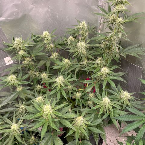 White Widow #3 growlog timeline photo