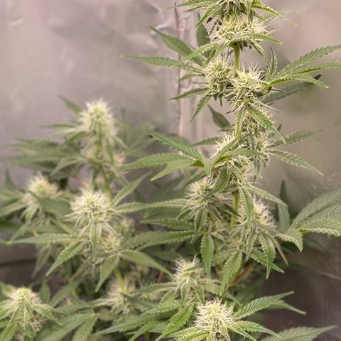 White Widow #3 growlog timeline photo