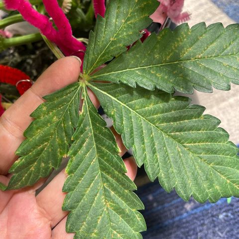 White Widow #3 growlog photo: Noticed these spots on bottom leaves.  Not sure what it is!