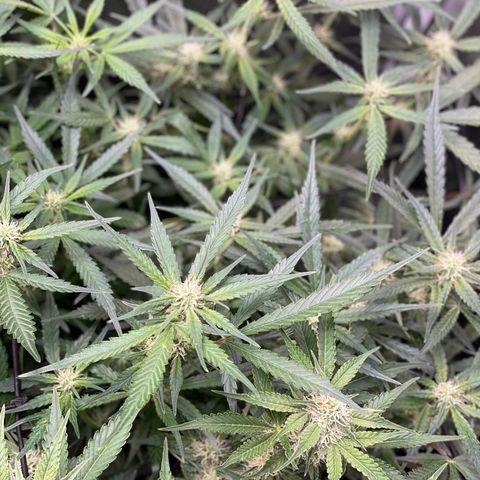 Cinderella #1 growlog timeline photo