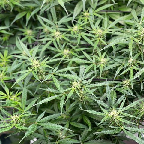 Do-Si-Dos #1 growlog timeline photo