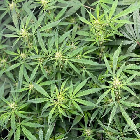 Moonshine Cookies growlog timeline photo