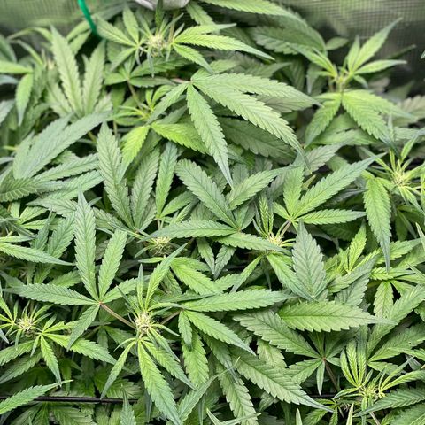 Bruce Banner #1 growlog timeline photo