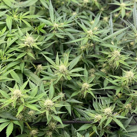 Growlog-Zeitleistenfoto von White Widow #1