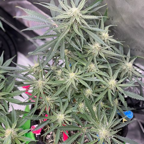 White Widow #2 growlog timeline photo