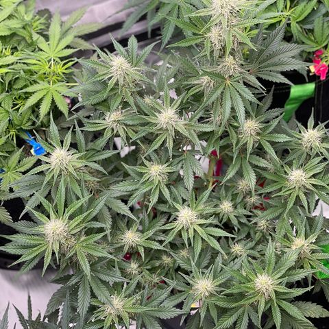 White Widow #2 growlog timeline photo